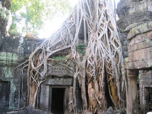 ta-prohm-banyan