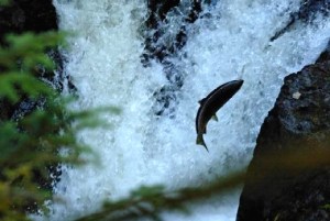 Wild Salmon Leaping Upstream